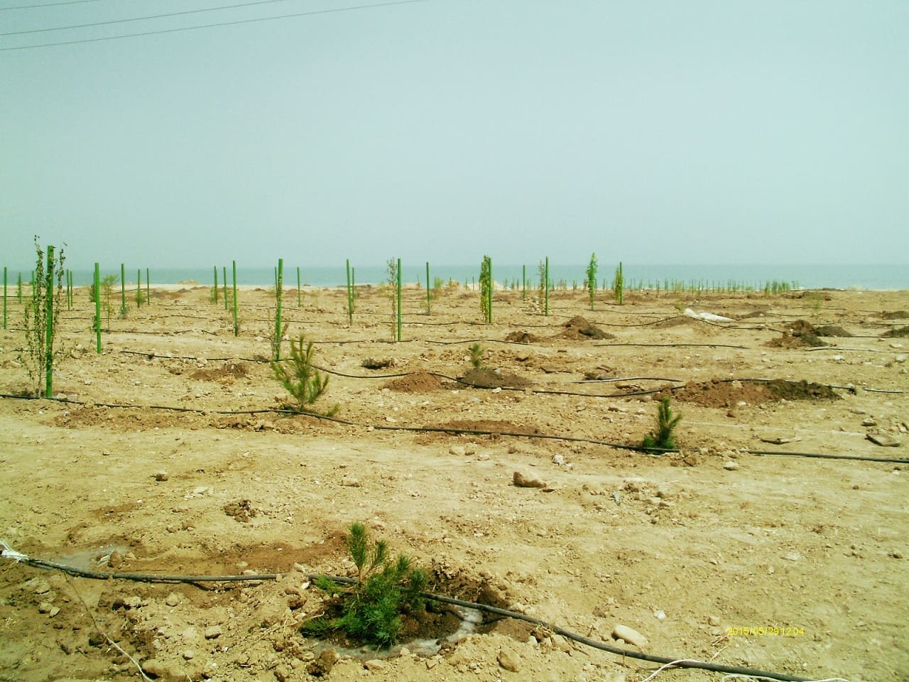 Trees planted in the spring 2015 in Sumgait